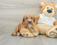 7 week old Mini Goldendoodle Puppy For Sale - Florida Fur Babies