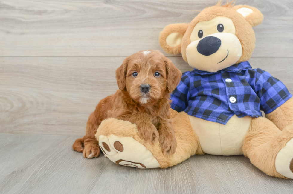 6 week old Mini Goldendoodle Puppy For Sale - Florida Fur Babies