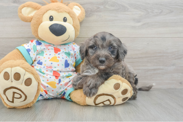 Hypoallergenic Mini Goldiepoo Poodle Mix Puppy
