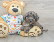 8 week old Mini Goldendoodle Puppy For Sale - Florida Fur Babies