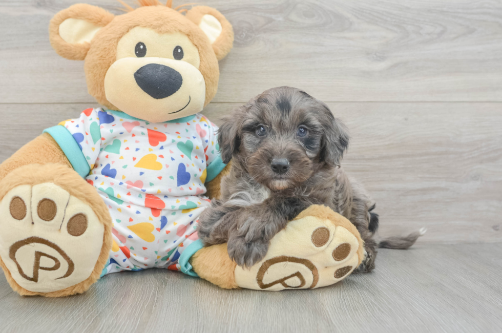 6 week old Mini Goldendoodle Puppy For Sale - Florida Fur Babies