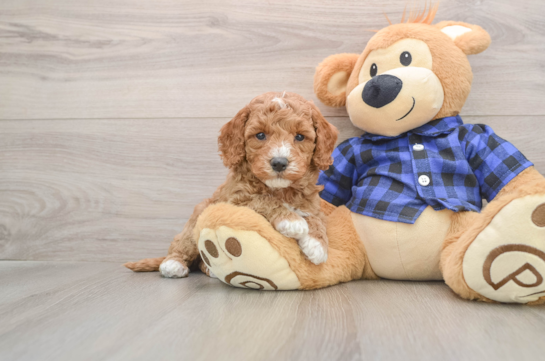 Mini Goldendoodle Puppy for Adoption
