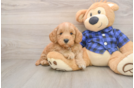 Mini Goldendoodle Puppy for Adoption