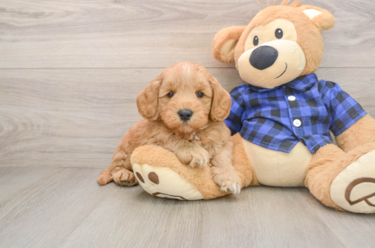 Mini Goldendoodle Puppy for Adoption