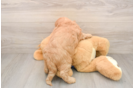 Mini Goldendoodle Pup Being Cute