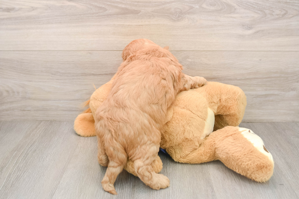 Mini Goldendoodle Pup Being Cute