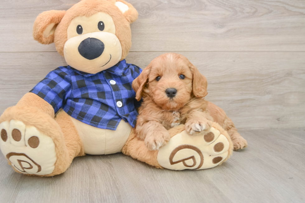 Playful Mini Groodle Poodle Mix Puppy