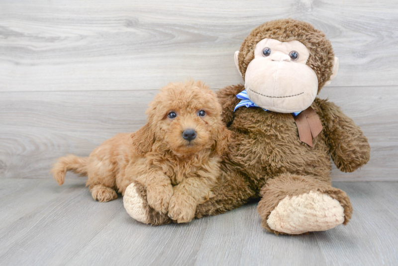 Meet Hayden - our Mini Goldendoodle Puppy Photo 2/3 - Florida Fur Babies