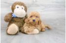 Meet Hayden - our Mini Goldendoodle Puppy Photo 1/3 - Florida Fur Babies