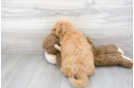 Meet Hayden - our Mini Goldendoodle Puppy Photo 3/3 - Florida Fur Babies