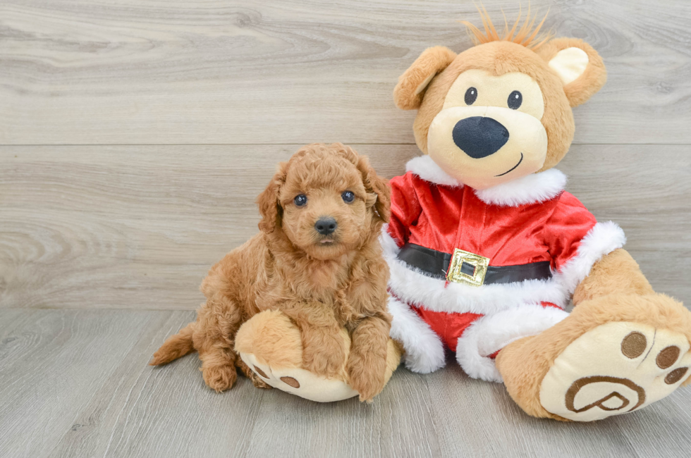 6 week old Mini Goldendoodle Puppy For Sale - Florida Fur Babies