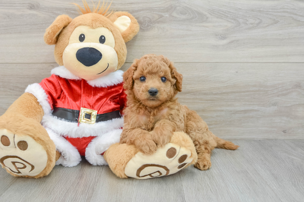 Small Mini Goldendoodle Baby