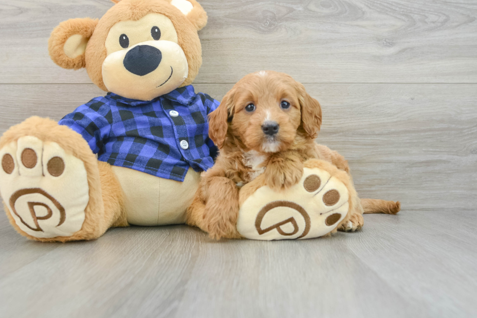 Mini Goldendoodle Pup Being Cute