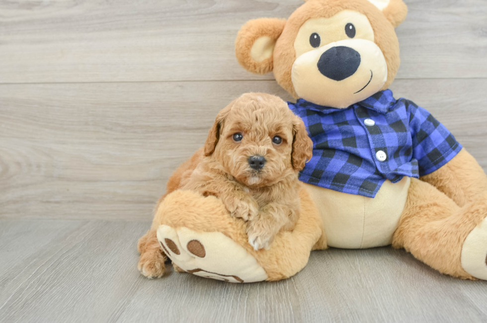 6 week old Mini Goldendoodle Puppy For Sale - Florida Fur Babies