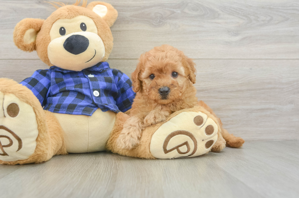 6 week old Mini Goldendoodle Puppy For Sale - Florida Fur Babies