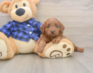 7 week old Mini Goldendoodle Puppy For Sale - Florida Fur Babies