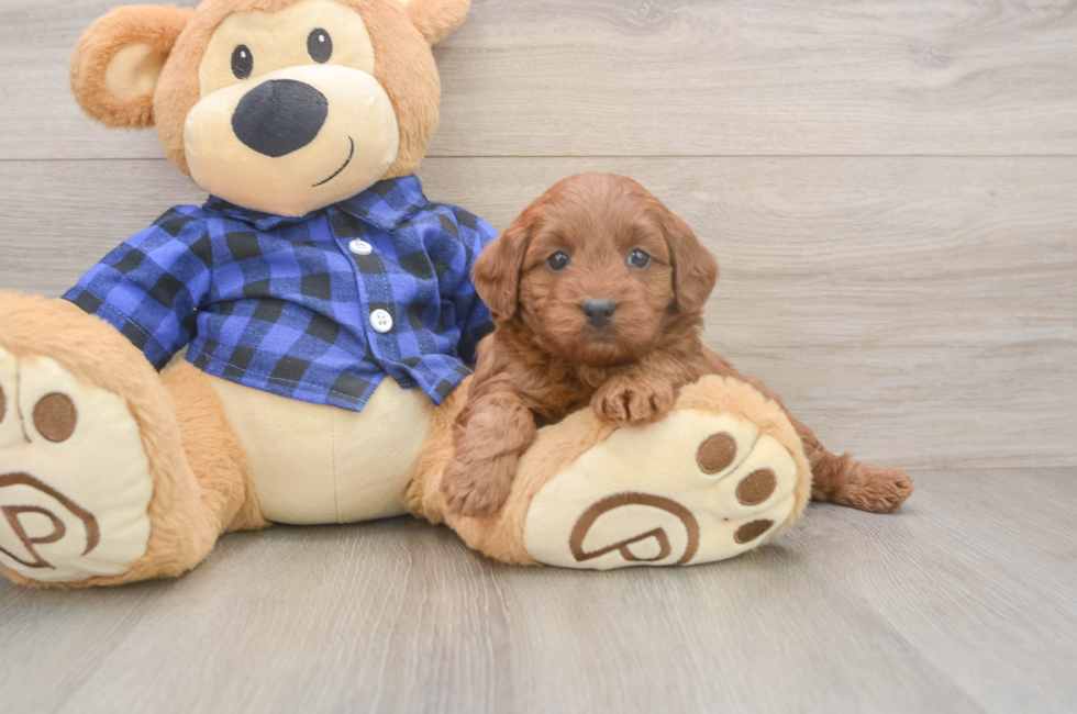 5 week old Mini Goldendoodle Puppy For Sale - Florida Fur Babies