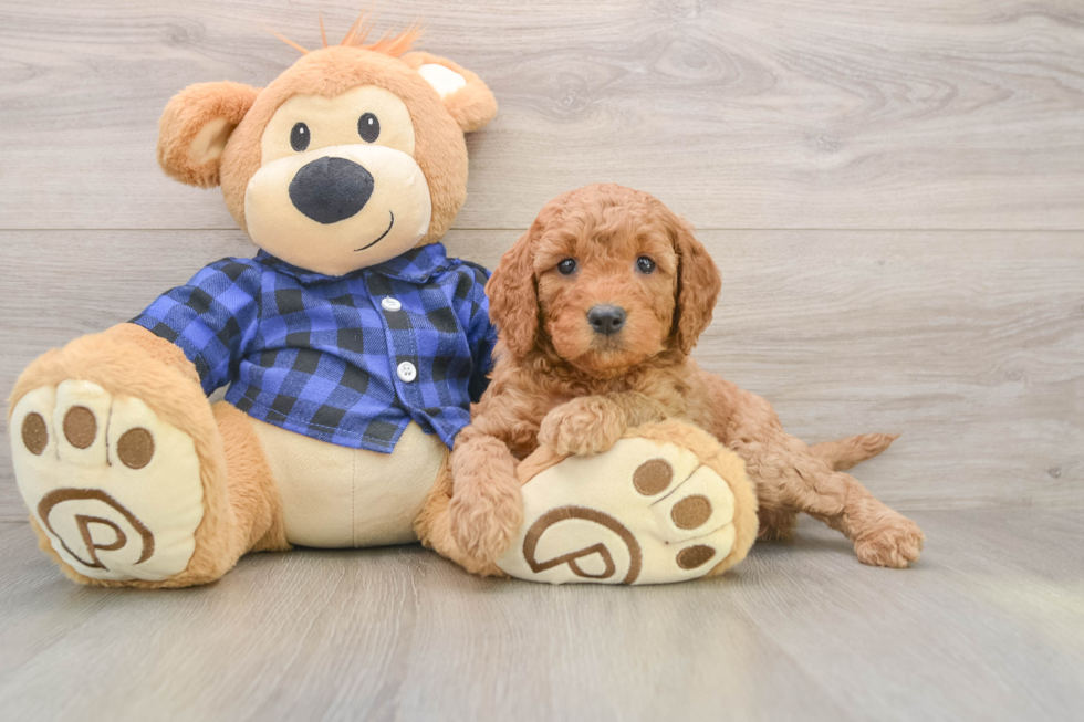 Best Mini Goldendoodle Baby