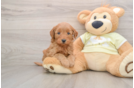 Little Mini Goldenpoo Poodle Mix Puppy
