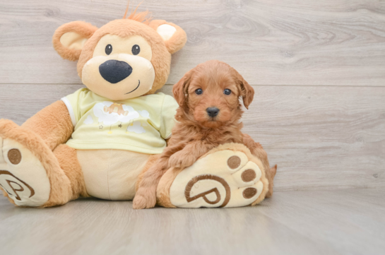 Fluffy Mini Goldendoodle Poodle Mix Pup