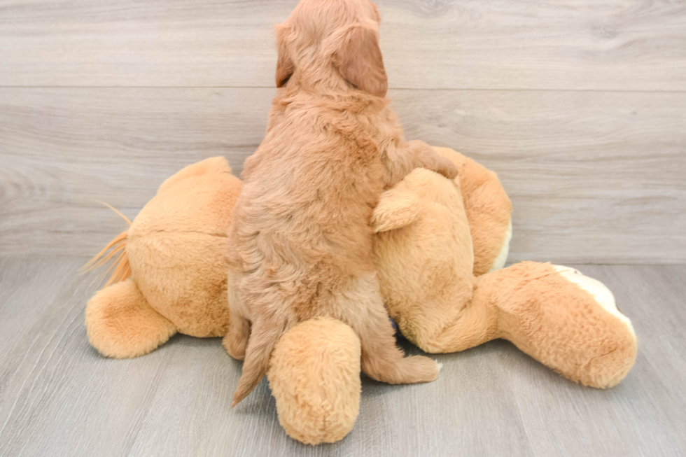 Friendly Mini Goldendoodle Baby