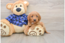 Little Mini Goldenpoo Poodle Mix Puppy