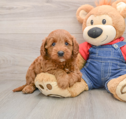 6 week old Mini Goldendoodle Puppy For Sale - Florida Fur Babies