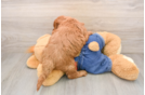 Little Mini Goldenpoo Poodle Mix Puppy