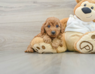 8 week old Mini Goldendoodle Puppy For Sale - Florida Fur Babies