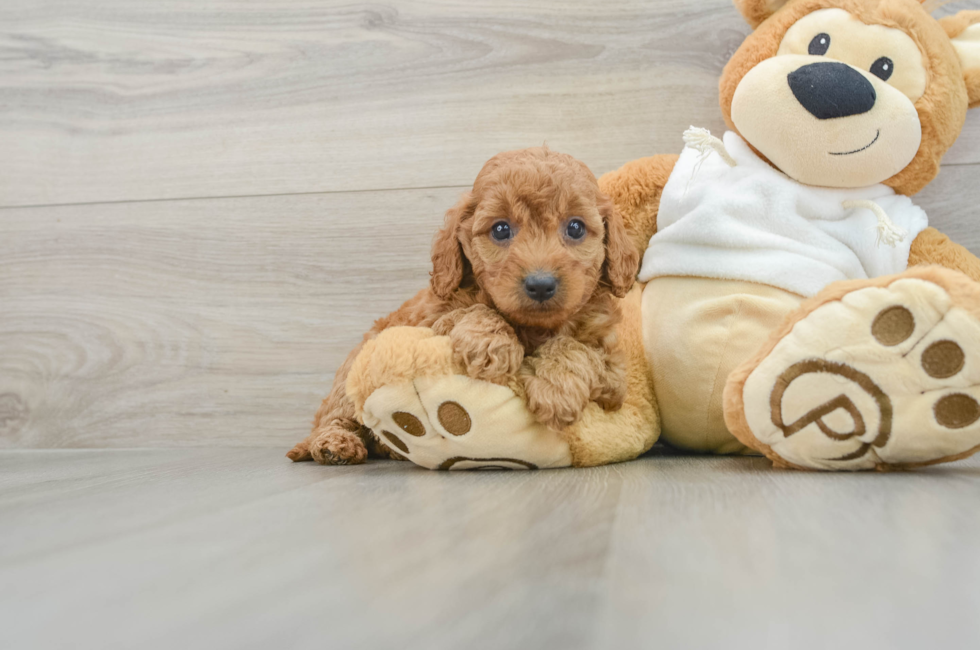 8 week old Mini Goldendoodle Puppy For Sale - Florida Fur Babies