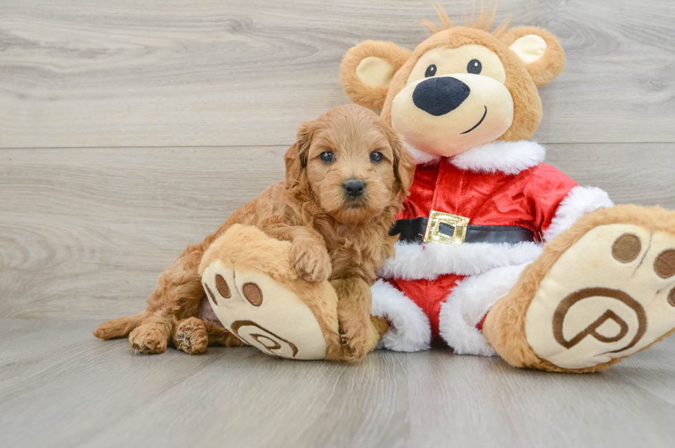 6 week old Mini Goldendoodle Puppy For Sale - Florida Fur Babies