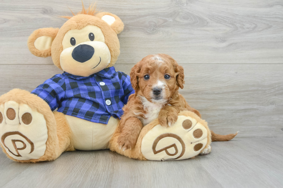 6 week old Mini Goldendoodle Puppy For Sale - Florida Fur Babies