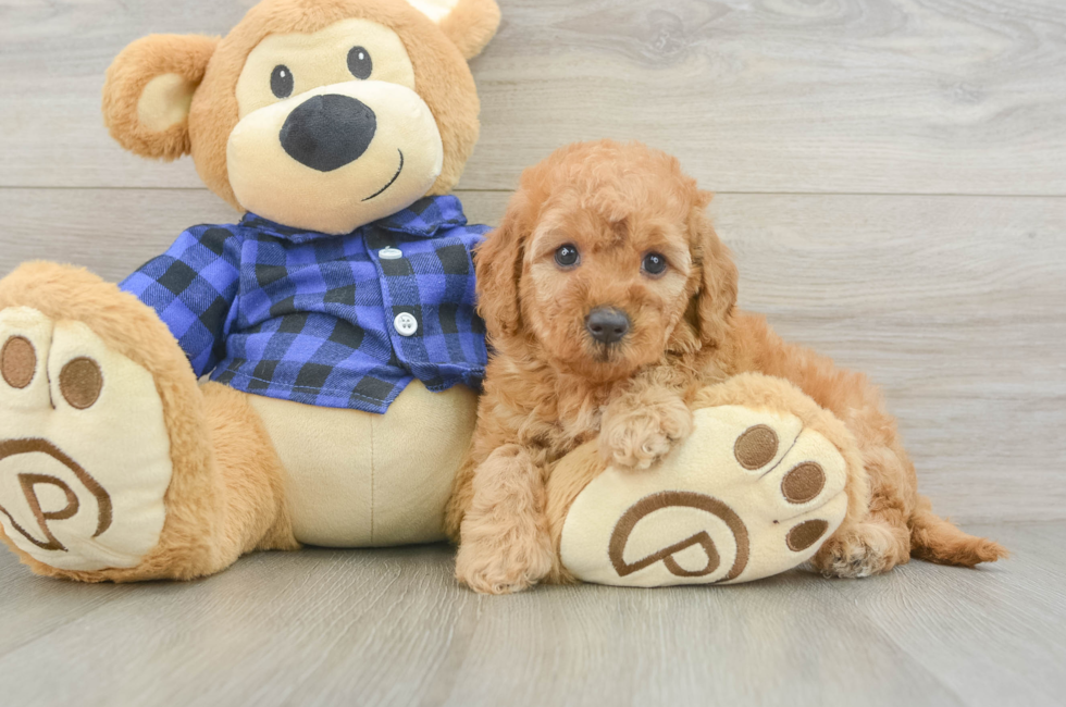 6 week old Mini Goldendoodle Puppy For Sale - Florida Fur Babies
