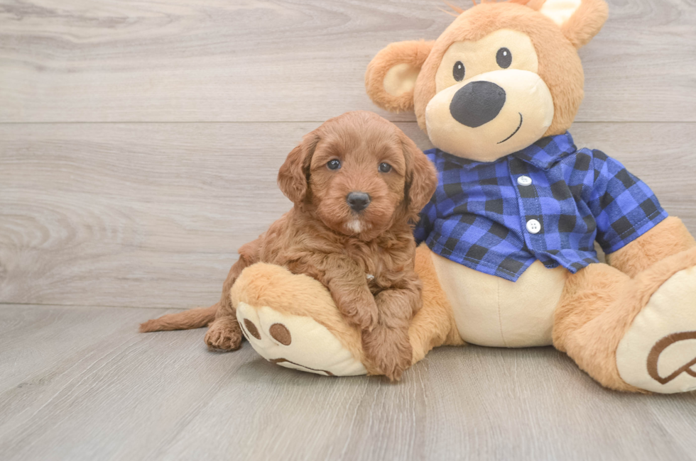 5 week old Mini Goldendoodle Puppy For Sale - Florida Fur Babies