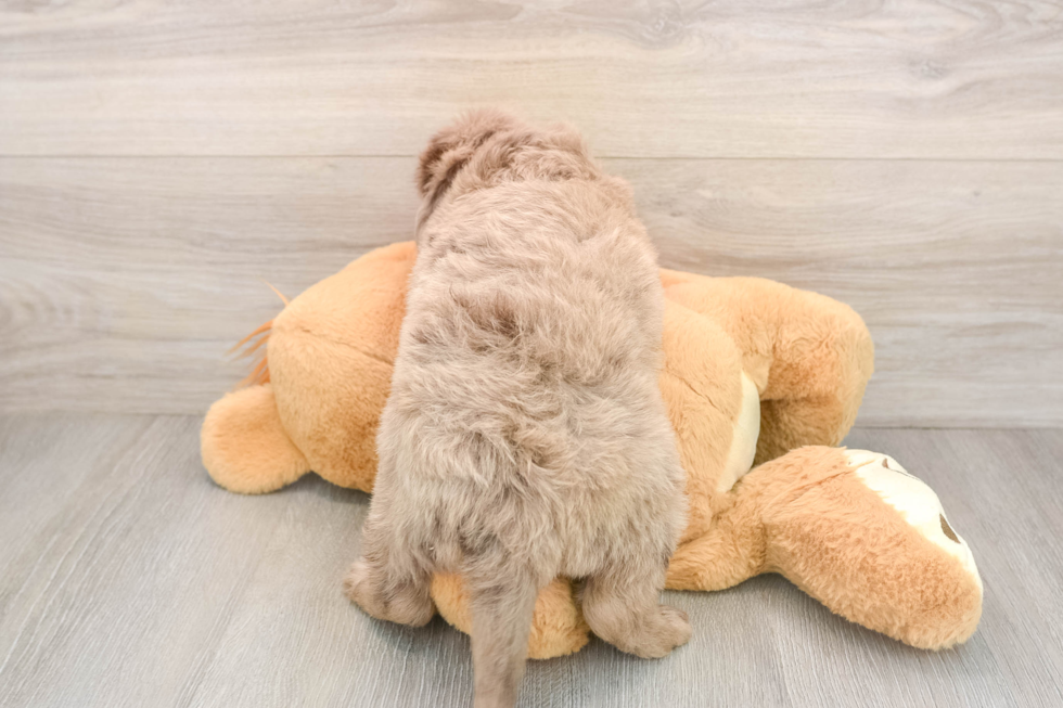 Friendly Mini Goldendoodle Baby