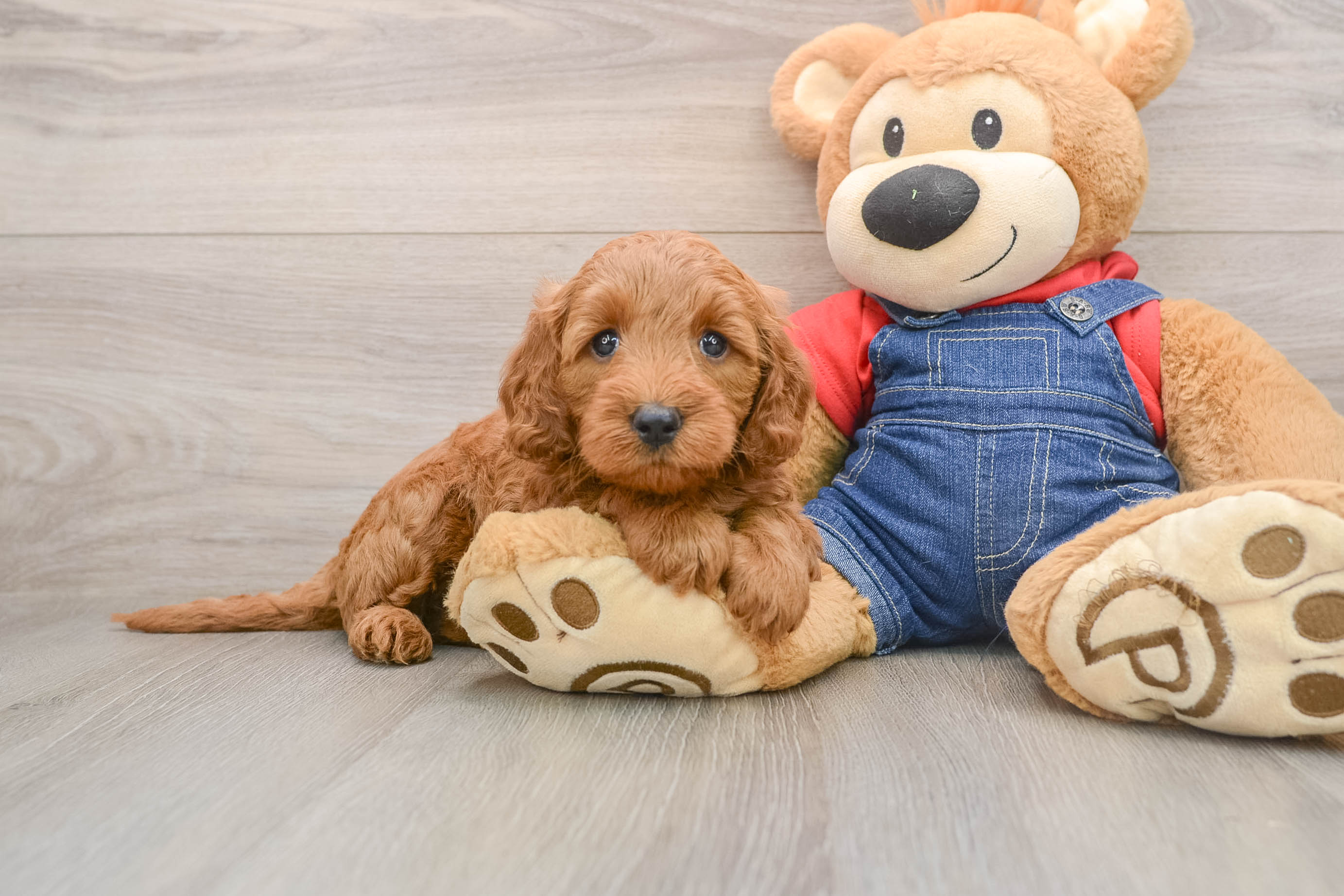 Best Mini Goldendoodle Baby