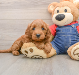 7 week old Mini Goldendoodle Puppy For Sale - Florida Fur Babies