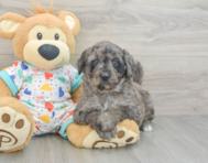 8 week old Mini Goldendoodle Puppy For Sale - Florida Fur Babies