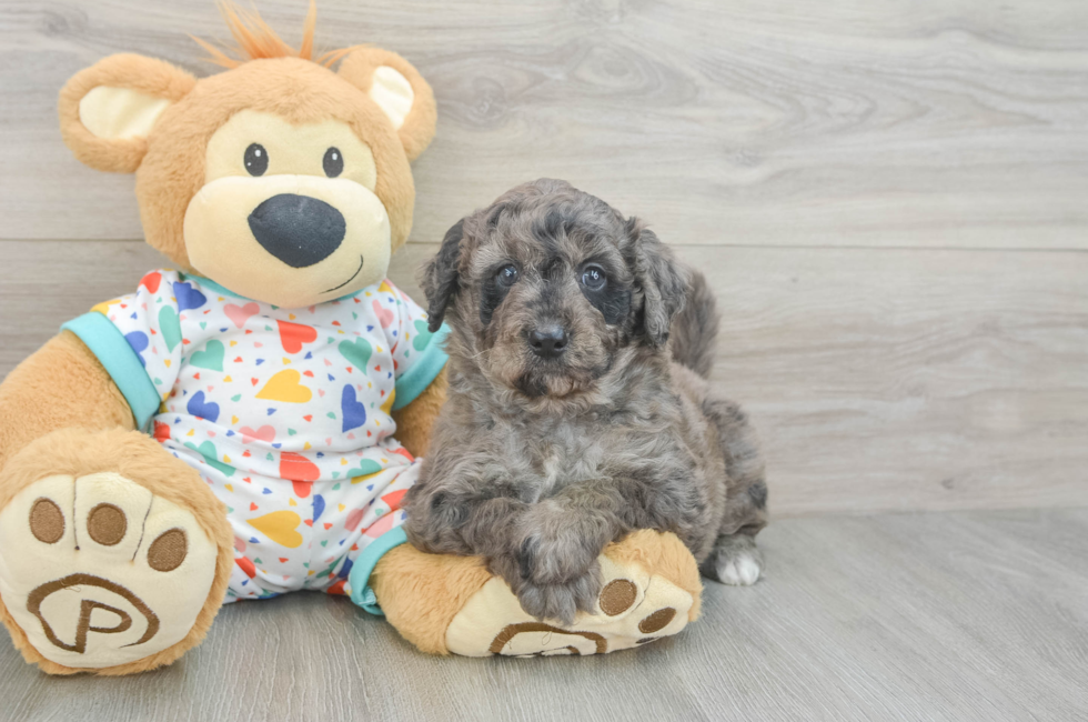 6 week old Mini Goldendoodle Puppy For Sale - Florida Fur Babies