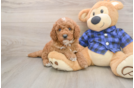 Popular Mini Goldendoodle Poodle Mix Pup