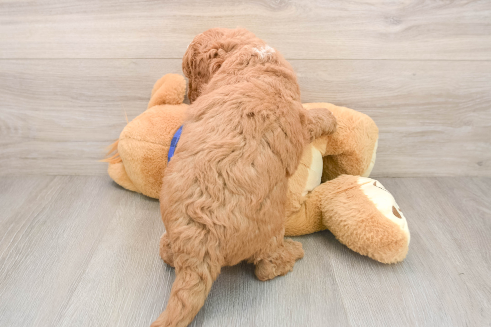 Energetic Golden Doodle Poodle Mix Puppy