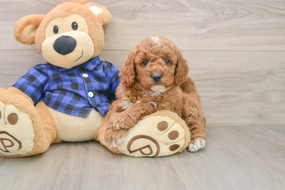 Sweet Mini Goldendoodle Baby