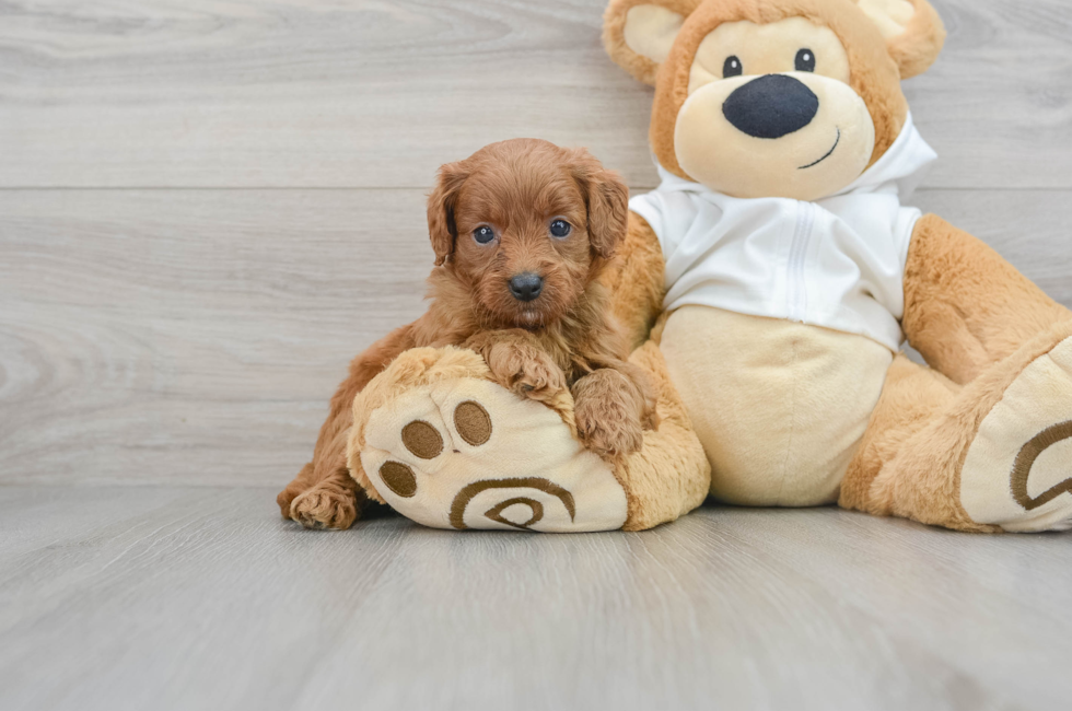 5 week old Mini Goldendoodle Puppy For Sale - Florida Fur Babies