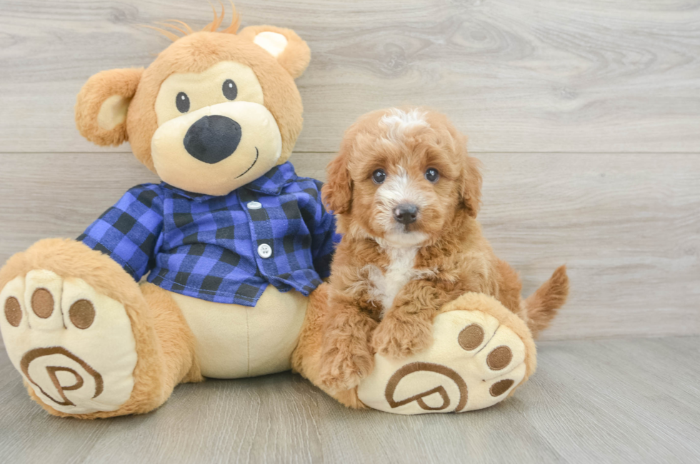 6 week old Mini Goldendoodle Puppy For Sale - Florida Fur Babies