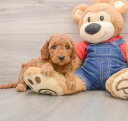 7 week old Mini Goldendoodle Puppy For Sale - Florida Fur Babies