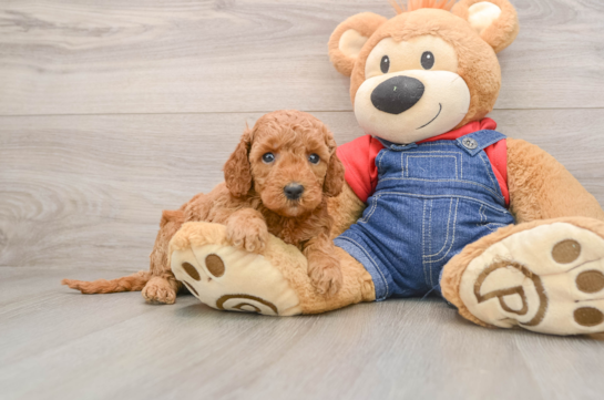 Best Mini Goldendoodle Baby