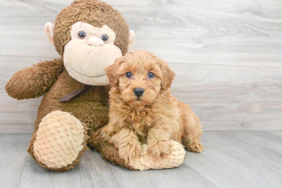 Cute Golden Retriever Poodle Mix Puppy