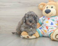 9 week old Mini Goldendoodle Puppy For Sale - Florida Fur Babies