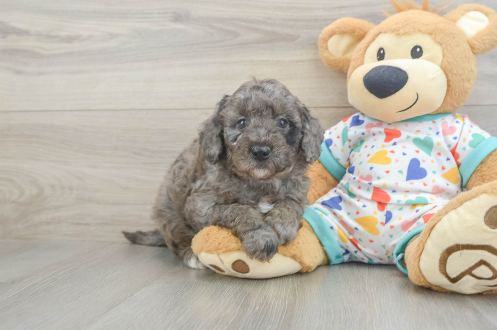 6 week old Mini Goldendoodle Puppy For Sale - Florida Fur Babies