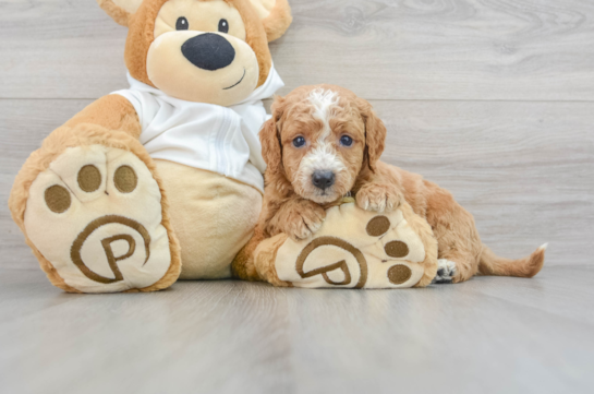 Fluffy Mini Goldendoodle Poodle Mix Pup